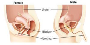 urethra men women